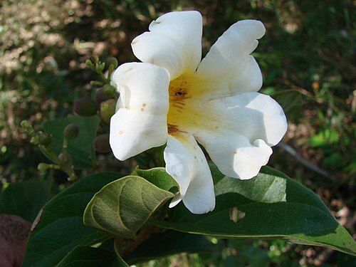 Amphilophium elongatum: Amphilophium elongatum