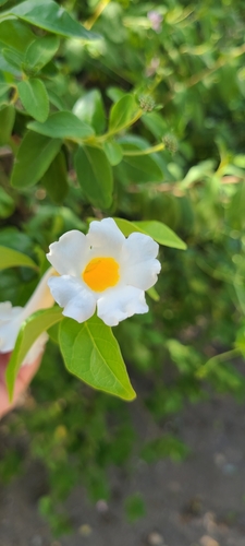 Liana fragante (Amphilophium lactiflorum)