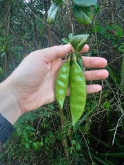 Liana fragante (Amphilophium lactiflorum)