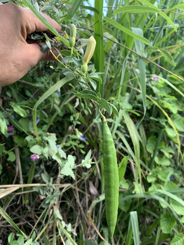 Liana fragante (Amphilophium lactiflorum)