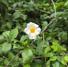 Liana fragante (Amphilophium lactiflorum)