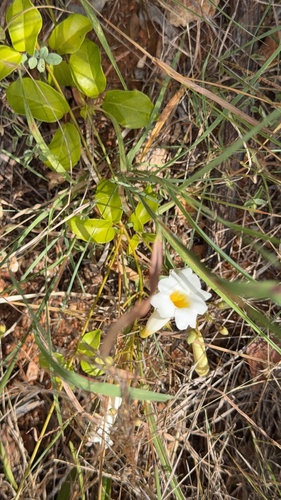 Liana fragante (Amphilophium lactiflorum)