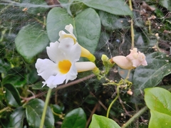 Liana fragante (Amphilophium lactiflorum)