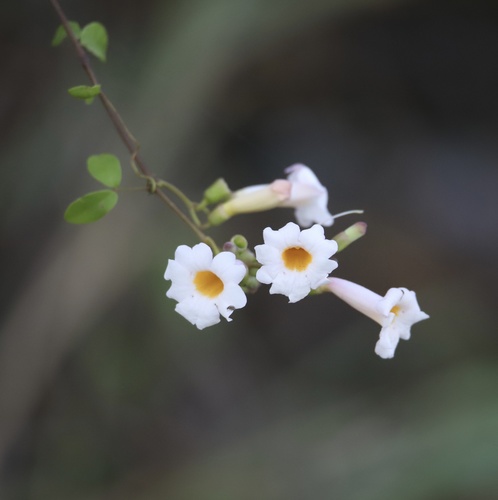 Liana fragante (Amphilophium lactiflorum)