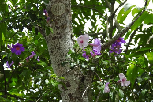 Amphilophium laxiflorum (Amphilophium laxiflorum)