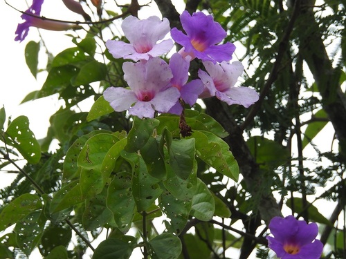Amphilophium laxiflorum (Amphilophium laxiflorum)