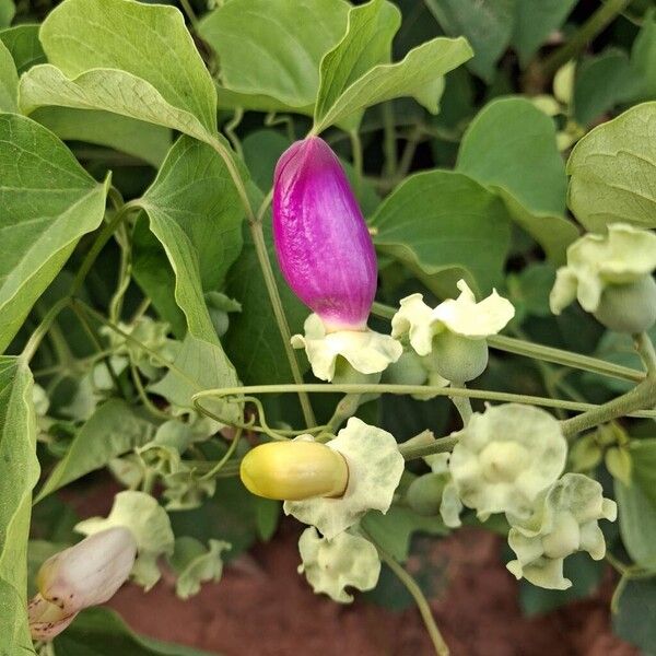 Liana de cuello (Amphilophium paniculatum)