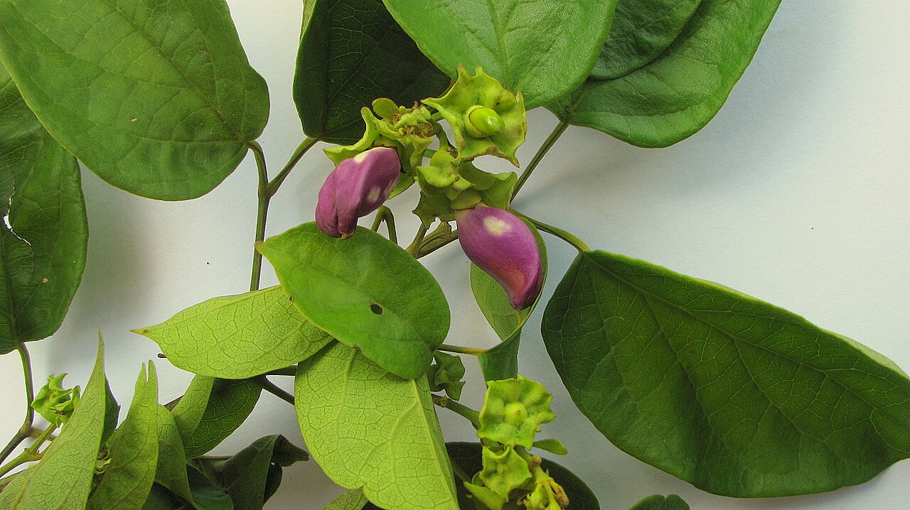 Liana de cuello: Amphilophium paniculatum (L.) Kunth, Bignoniaceae, Atlantic forest, northeastern Bahia, Brazil Liana. Popovkin 523, 524 (HUEFS).