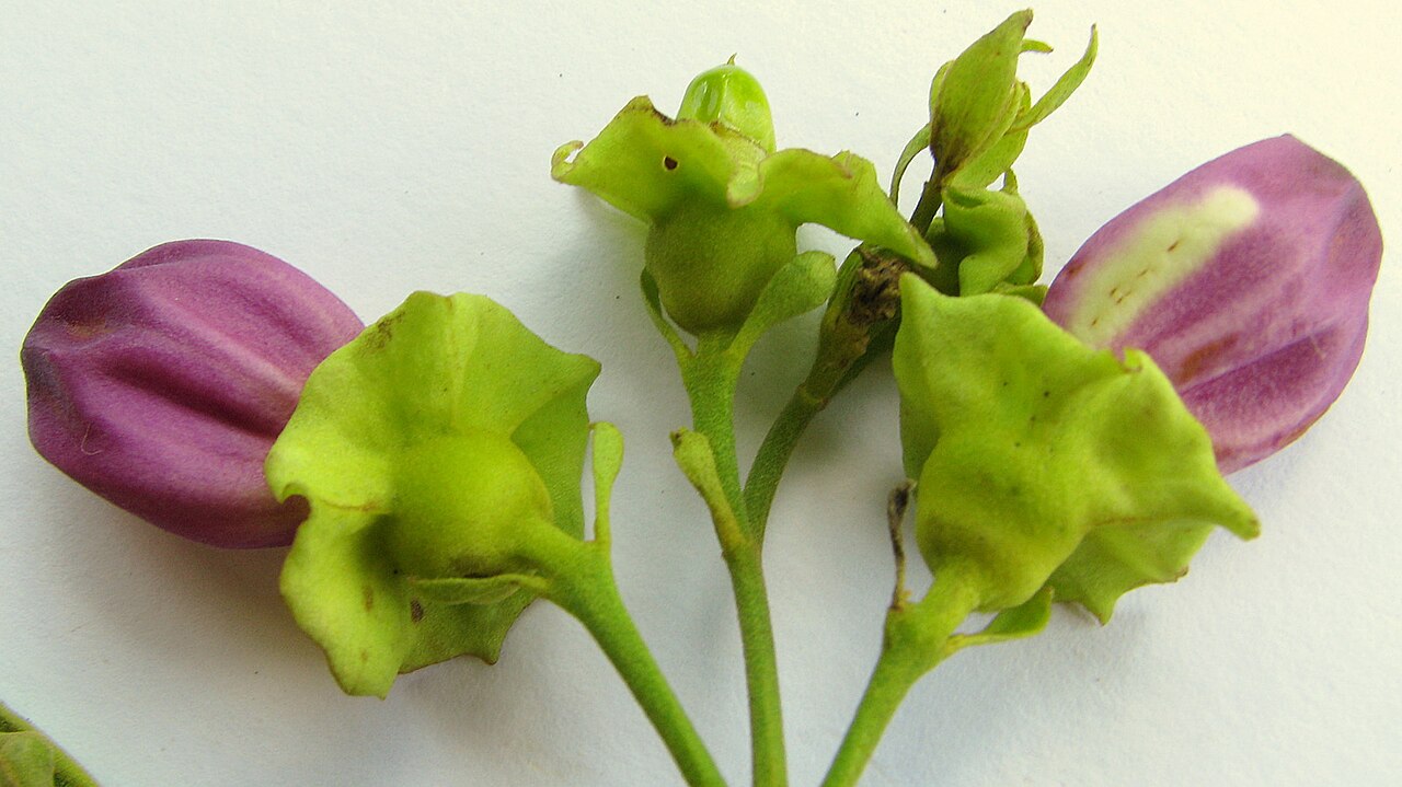 Liana de cuello: Amphilophium paniculatum (L.) Kunth, Bignoniaceae, Atlantic forest, northeastern Bahia, Brazil Liana. Popovkin 523, 524 (HUEFS).