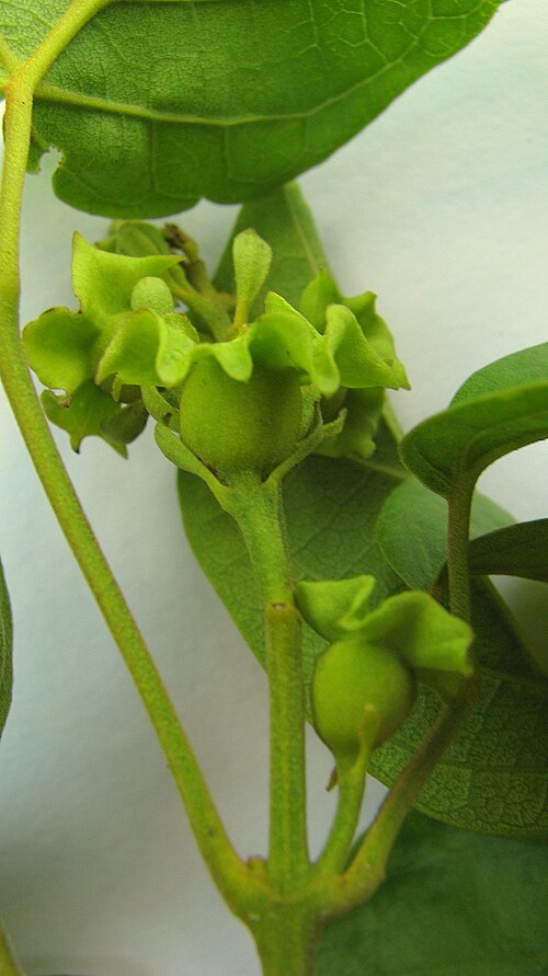 Liana de cuello: Amphilophium paniculatum (L.) Kunth, Bignoniaceae, Atlantic forest, northeastern Bahia, Brazil Liana. Popovkin 523, 524 (HUEFS).