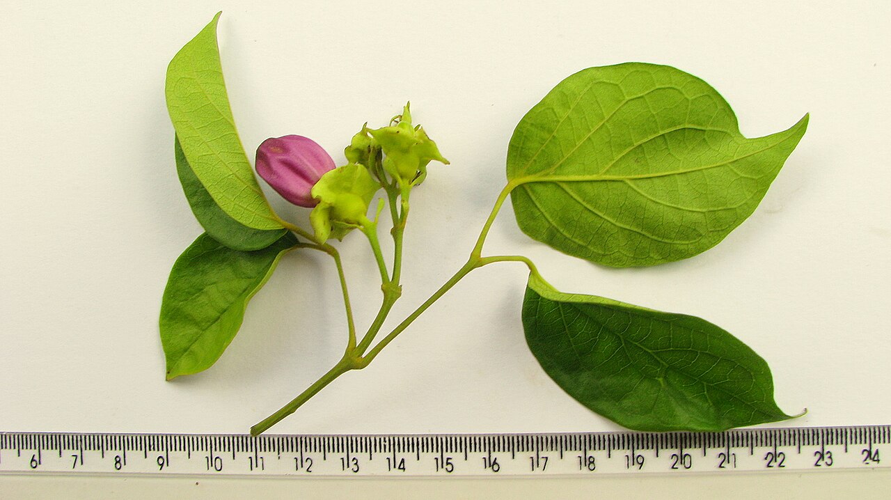 Liana de cuello: Amphilophium paniculatum (L.) Kunth, Bignoniaceae, Atlantic forest, northeastern Bahia, Brazil Liana. Popovkin 523, 524 (HUEFS).