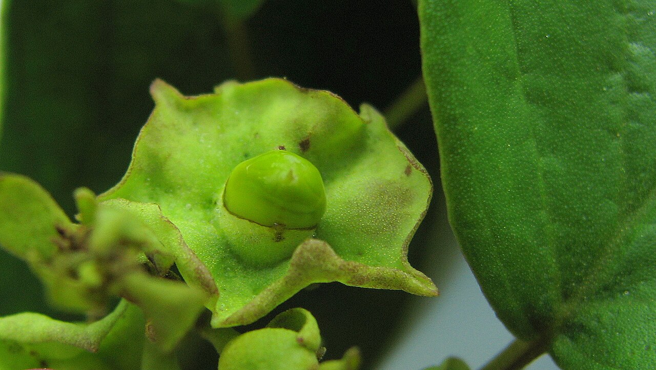 Liana de cuello: Amphilophium paniculatum (L.) Kunth, Bignoniaceae, Atlantic forest, northeastern Bahia, Brazil Liana. Popovkin 523, 524 (HUEFS).