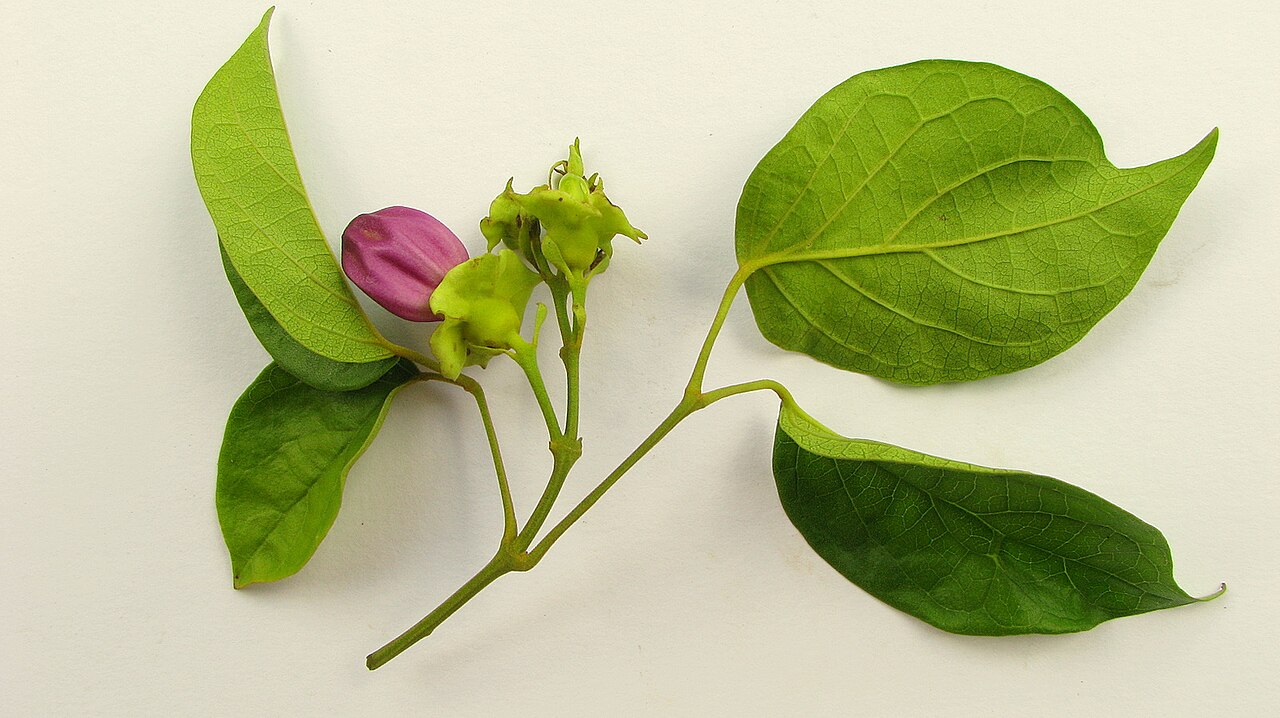 Liana de cuello: Amphilophium paniculatum (L.) Kunth, Bignoniaceae, Atlantic forest, northeastern Bahia, Brazil Liana. Popovkin 523, 524 (HUEFS).