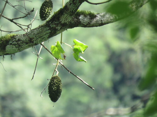 Amphilophium pannosum (Amphilophium pannosum)
