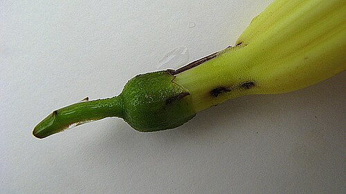 Amphilophium scabriusculum: Amphilophium scabriusculum (Mart. ex DC.) A. H. Gentry Amphilophium scabriusculum
