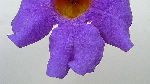 Amphilophium scabriusculum: Amphilophium scabriusculum (Mart. ex DC.) A. H. Gentry Amphilophium scabriusculum