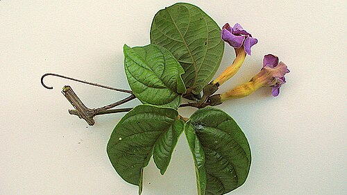 Amphilophium scabriusculum: Amphilophium scabriusculum (Mart. ex DC.) A. H. Gentry Amphilophium scabriusculum