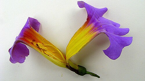 Amphilophium scabriusculum: Amphilophium scabriusculum (Mart. ex DC.) A. H. Gentry Amphilophium scabriusculum
