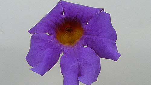 Amphilophium scabriusculum: Amphilophium scabriusculum (Mart. ex DC.) A. H. Gentry Amphilophium scabriusculum