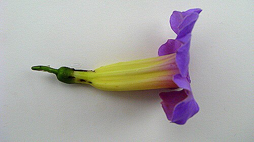 Amphilophium scabriusculum: Amphilophium scabriusculum (Mart. ex DC.) A. H. Gentry Amphilophium scabriusculum