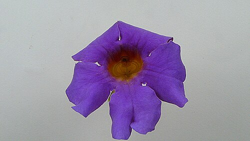 Amphilophium scabriusculum: Amphilophium scabriusculum (Mart. ex DC.) A. H. Gentry Amphilophium scabriusculum
