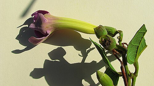 Amphilophium scabriusculum: Amphilophium scabriusculum (Mart. ex DC.) A. H. Gentry Amphilophium scabriusculum