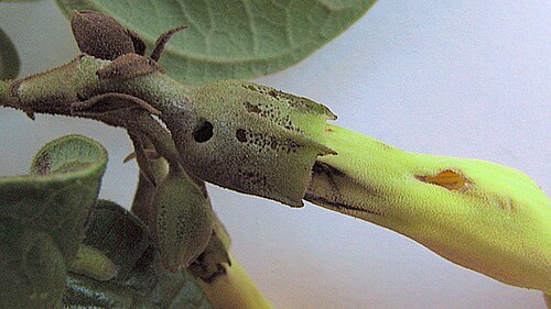 Amphilophium scabriusculum: Amphilophium scabriusculum (Mart. ex DC.) A. H. Gentry Amphilophium scabriusculum