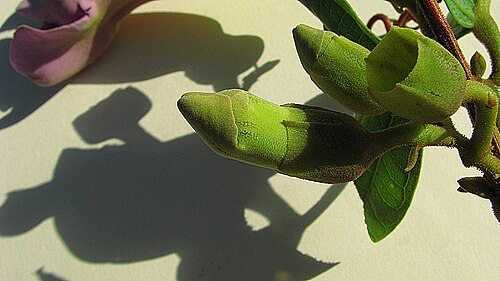 Amphilophium scabriusculum: Amphilophium scabriusculum (Mart. ex DC.) A. H. Gentry Amphilophium scabriusculum
