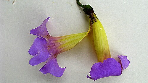 Amphilophium scabriusculum: Amphilophium scabriusculum (Mart. ex DC.) A. H. Gentry Amphilophium scabriusculum