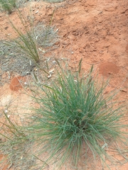 Amphipogon caricinus (Amphipogon caricinus)
