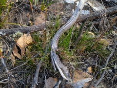Amphipogon strictus (Amphipogon strictus)