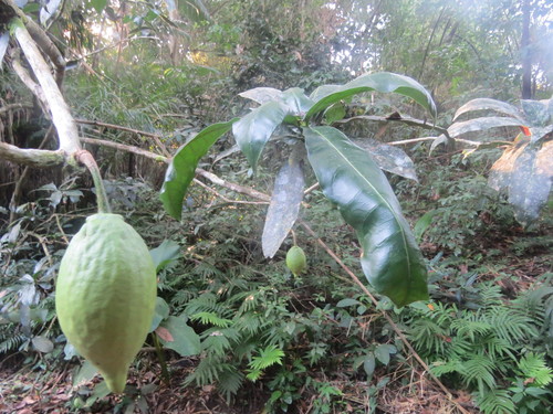 Amphitecna apiculata (Amphitecna apiculata)
