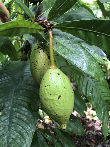 Amphitecna apiculata (Amphitecna apiculata)