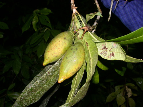 Amphitecna apiculata (Amphitecna apiculata)