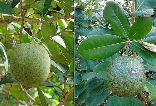 Black calabash: Known here on the northwest coast of Panama as Jicaro de Playa. In context at <a href=" http://www.dixpix.ca/meso_america/Flora/bignonia/index.html " rel="nofol