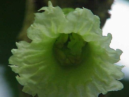 Chaff-bush: Species : Amphitecna macrophylla Family : Bignoniaceae Image No. 7