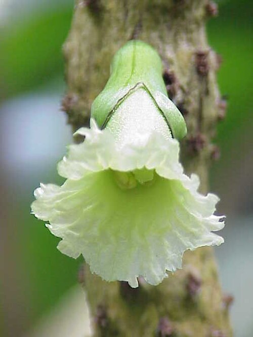 Chaff-bush: Species : Amphitecna macrophylla Family : Bignoniaceae Image No. 6