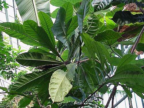 Chaff-bush: Species : Amphitecna macrophylla Family : Bignoniaceae Image No. 2