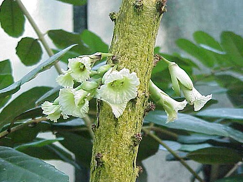 Chaff-bush: Species : Amphitecna macrophylla Family : Bignoniaceae Image No. 4