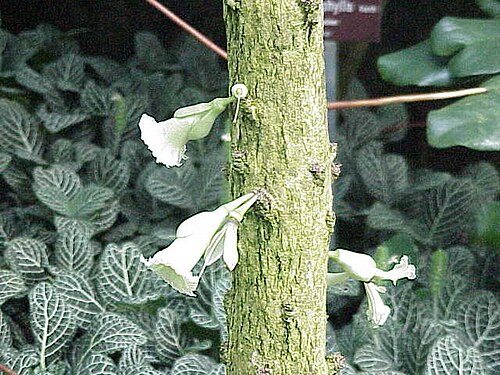 Chaff-bush: Species : Amphitecna macrophylla Family : Bignoniaceae Image No. 5