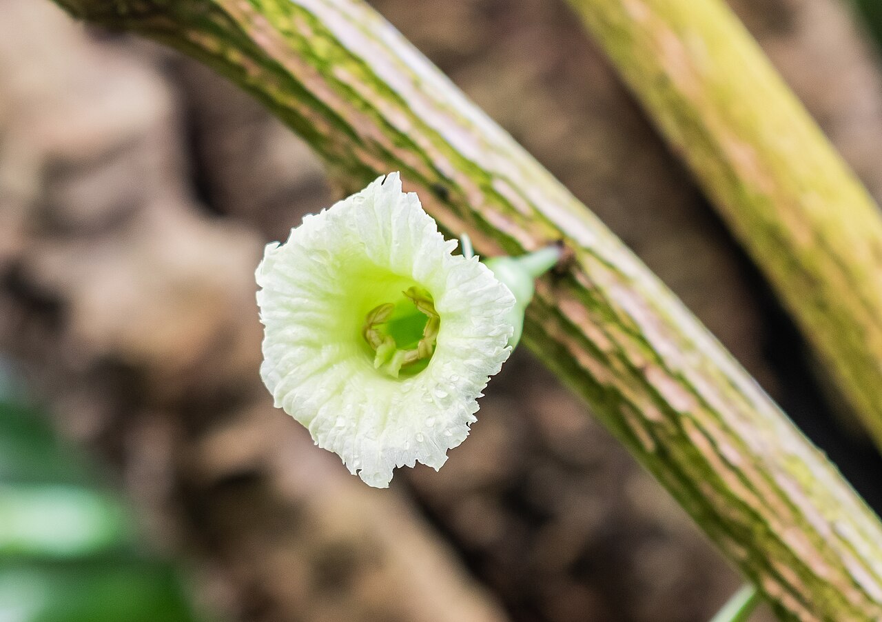Chaff-bush: Amphitecna macrophylla in tropical greenhouses in the Parc de la Tete d'Or in Lyon , France