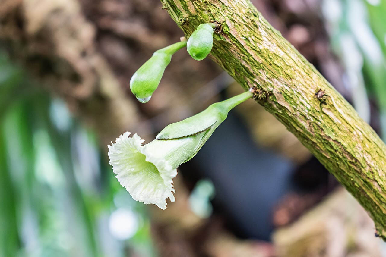 Chaff-bush: Amphitecna macrophylla in tropical greenhouses in the Parc de la Tete d'Or in Lyon , France