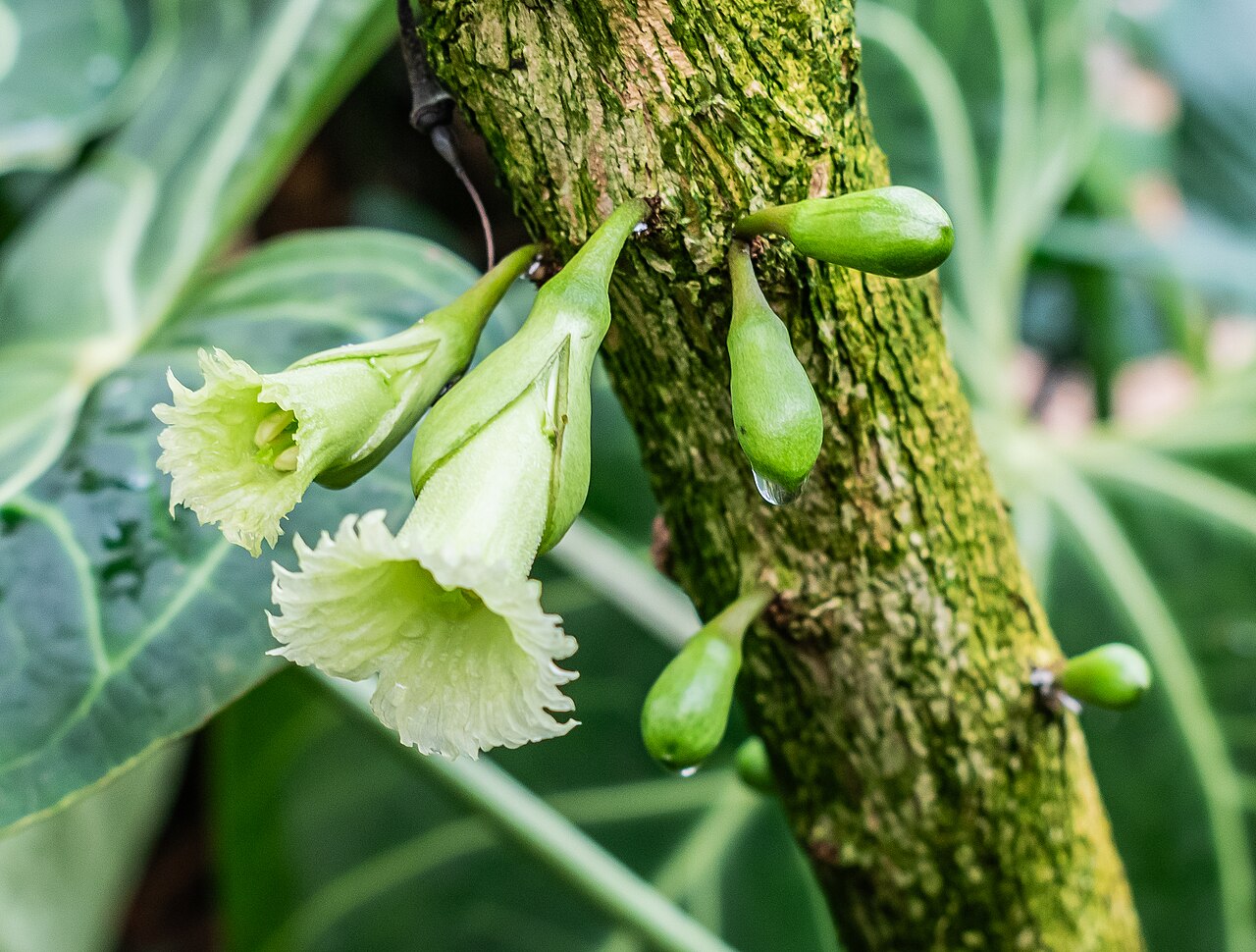 Chaff-bush: Amphitecna macrophylla in tropical greenhouses in the Parc de la Tete d'Or in Lyon , France