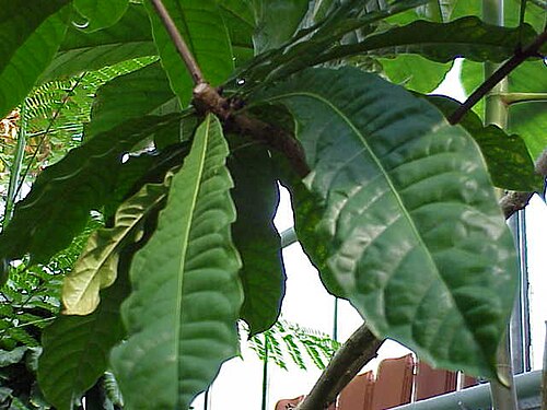 Chaff-bush: Species : Amphitecna macrophylla Family : Bignoniaceae Image No. 1