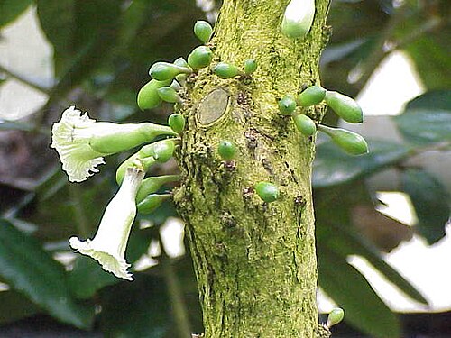 Chaff-bush: Species : Amphitecna macrophylla Family : Bignoniaceae Image No. 9