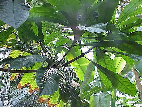 Chaff-bush: Species : Amphitecna macrophylla Family : Bignoniaceae Image No. 8