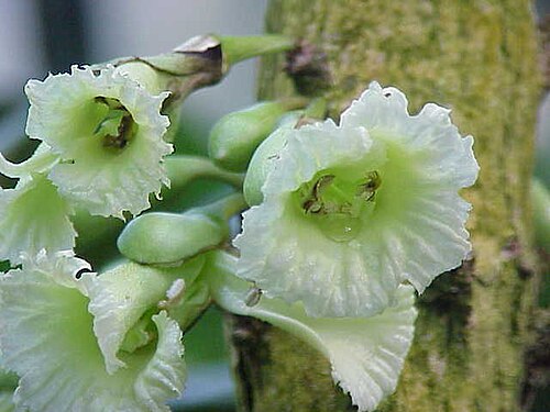 Chaff-bush: Species : Amphitecna macrophylla Family : Bignoniaceae Image No. 3