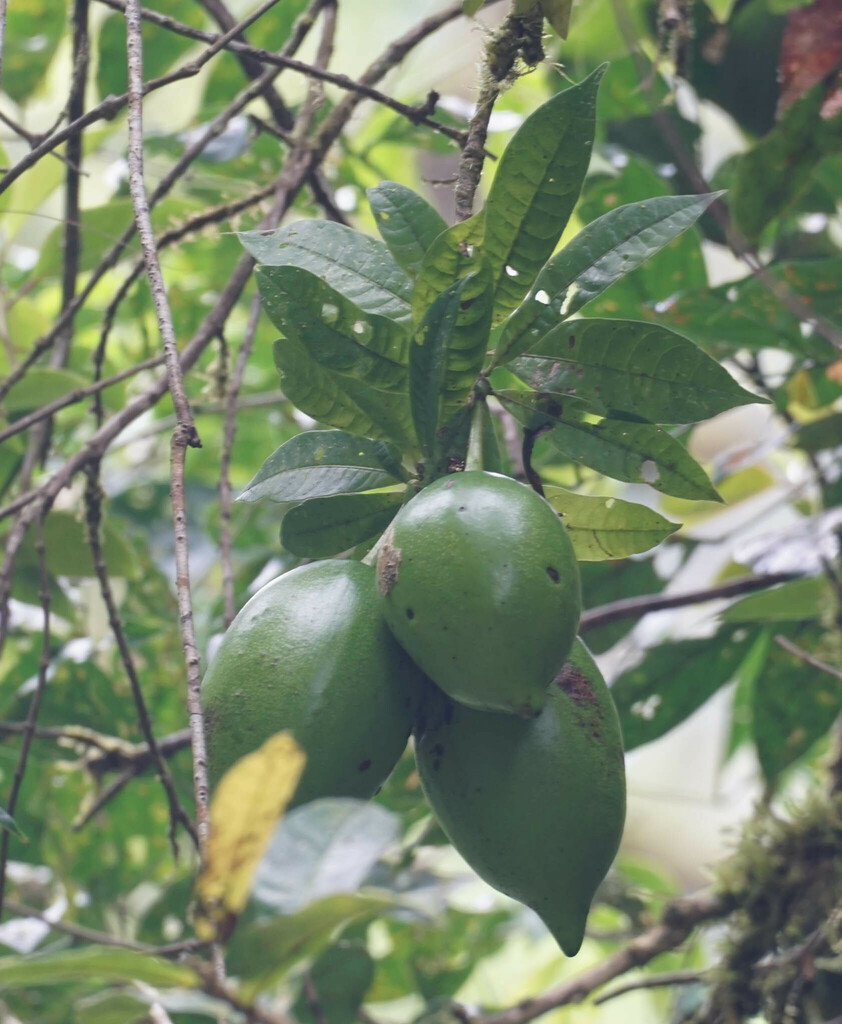 Amphitecna sessilifolia (Amphitecna sessilifolia)