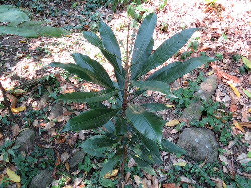 Amphitecna tuxtlensis (Amphitecna tuxtlensis)