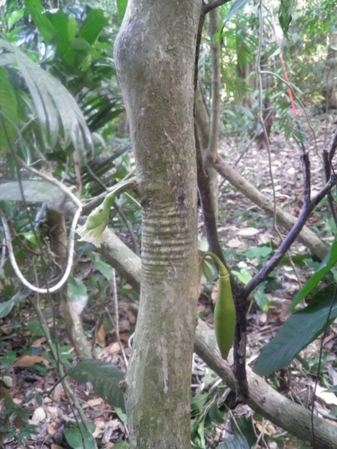 Amphitecna tuxtlensis (Amphitecna tuxtlensis)